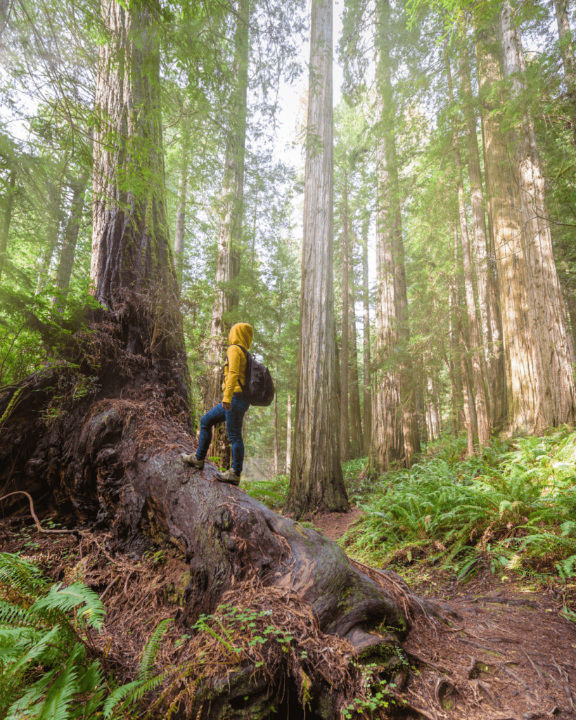 redwood 2(1)