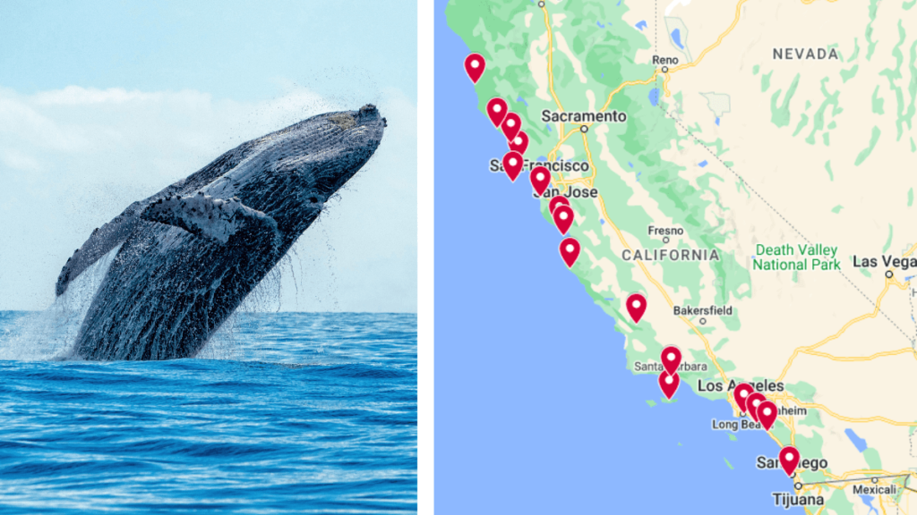 where to see whales in california featured image