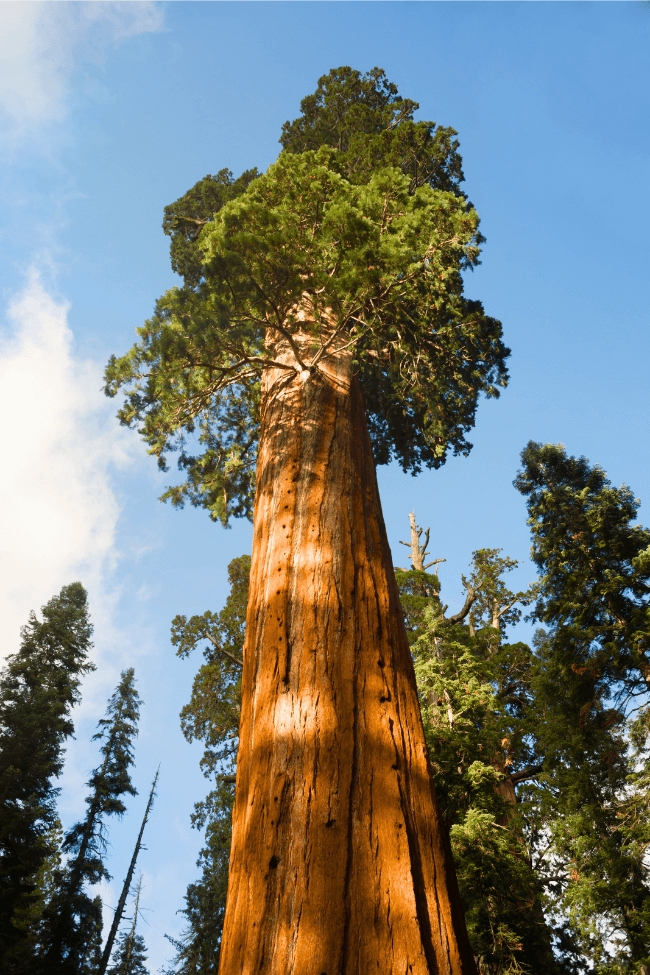 Giant Ancient Seqouia Tree California National Park Redwoods 