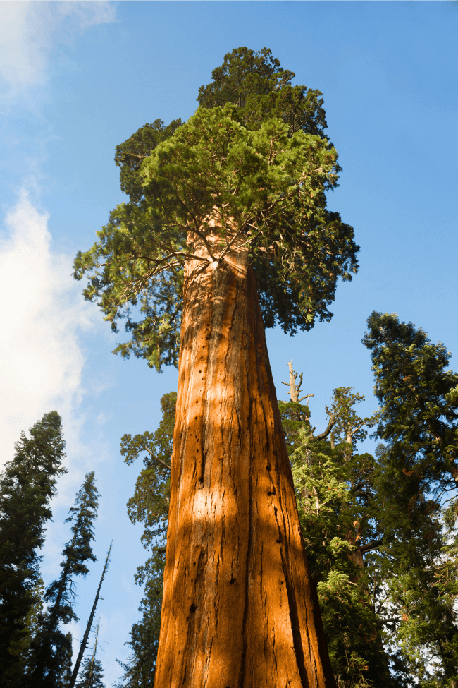 Giant Ancient Seqouia Tree California National Park Redwoods Giant Ancient Seqouia Tree California National Park Redwoods