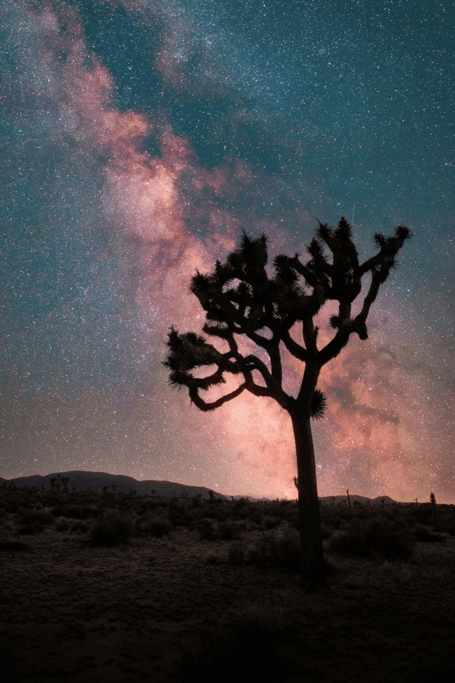 Joshua Tree National Park - Stars at Night 