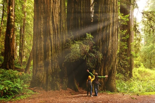 Redwood National and State Parks 