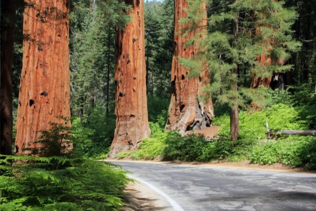 Sequoia National Park 