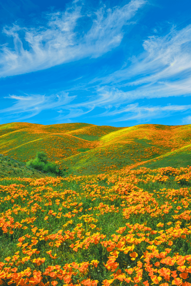 Springtime poppy super bloom at Antelope Valley CA vertical