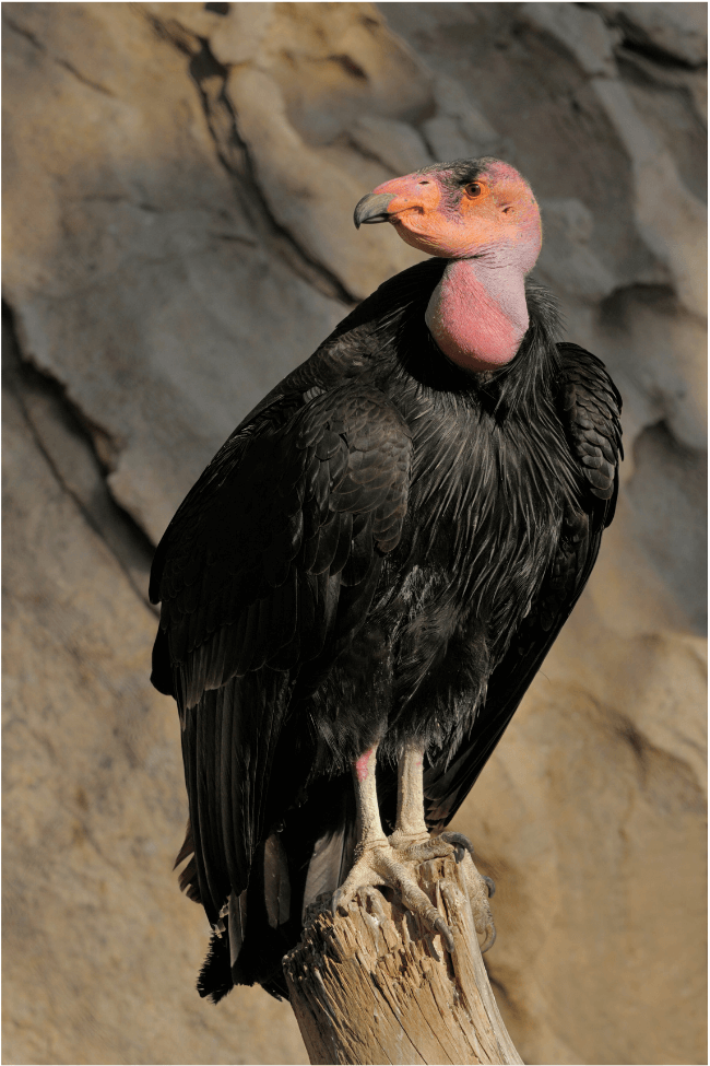 california condor 