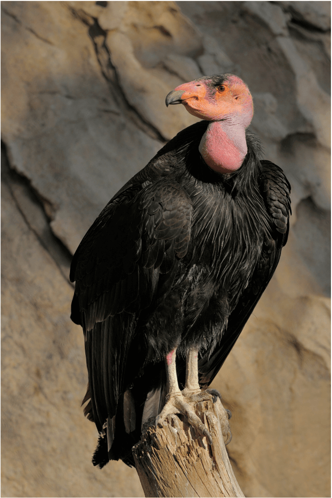 california condor california condor