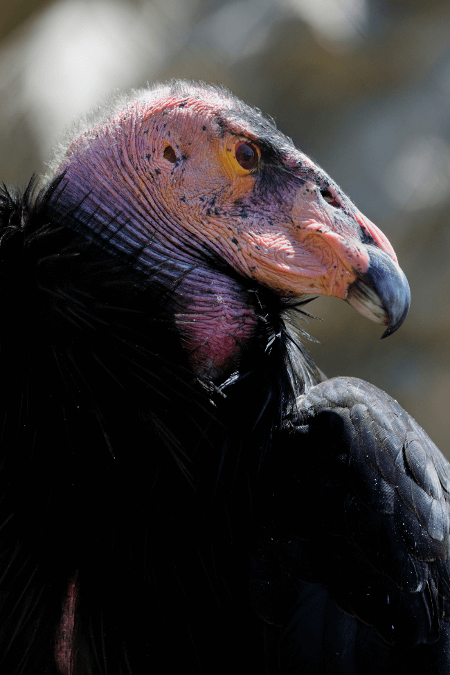 california condor