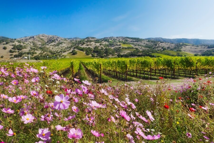 napa valley vineyard