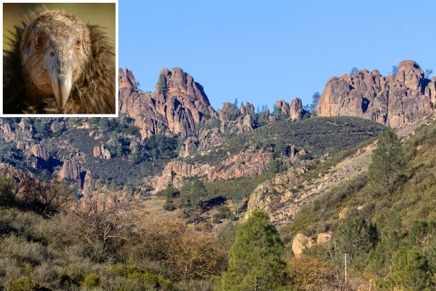 pinnacles national park with condor (1)