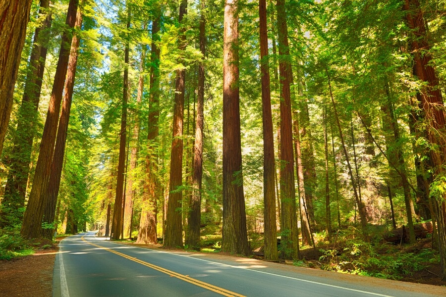redwood national park california
