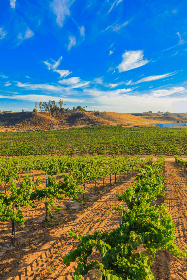 temecula vineyard california