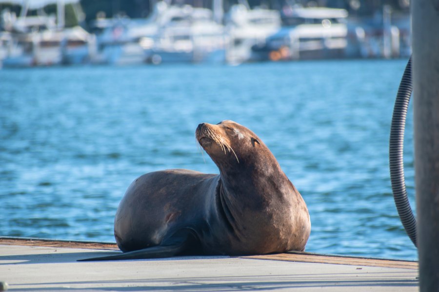 Sea lion in Marina del Rey, CA