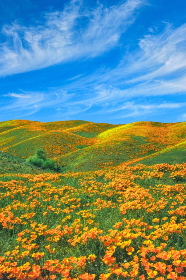 Springtime poppy super bloom at Antelope Valley CA