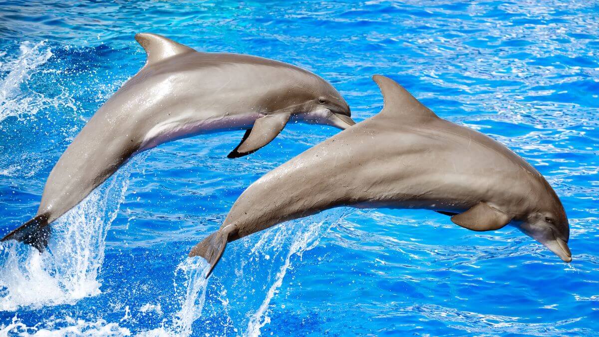 where to see dolphins in Texas - featured image