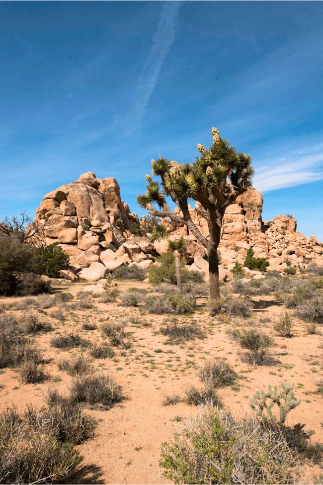 joshua tree national park 