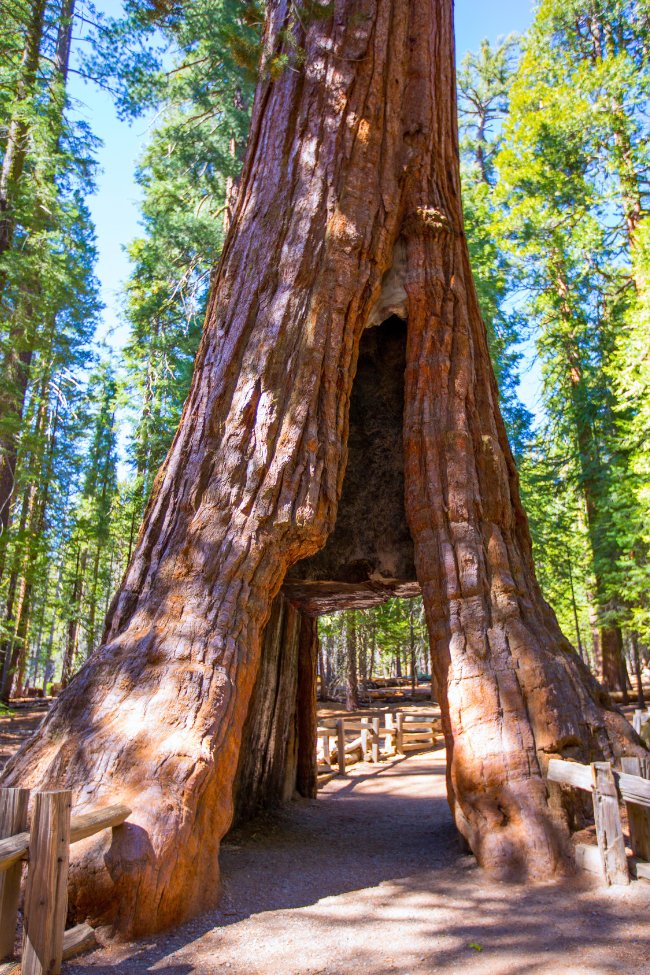 mariposa grove sequoia yosemite
