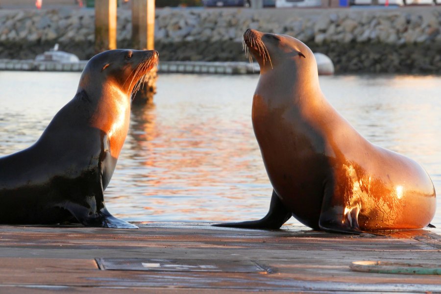 oceanside harbor sea lions