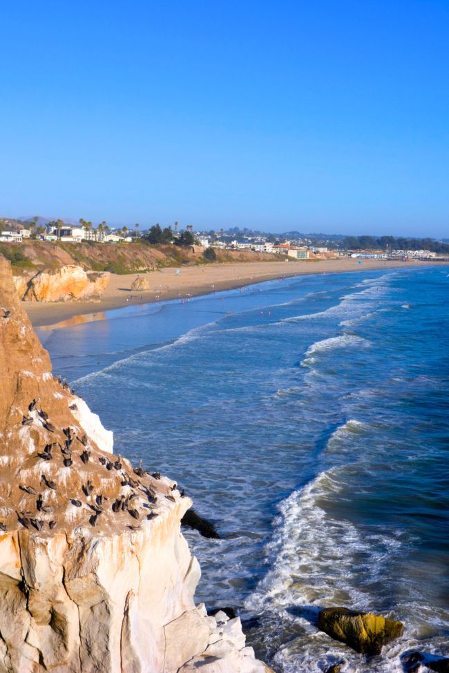 pismo beach pelicans on cliffs