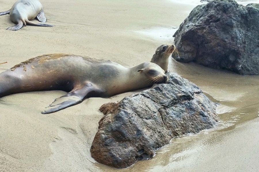 point dume beach sea lion