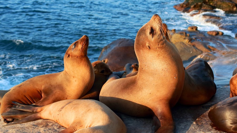 sea lions california