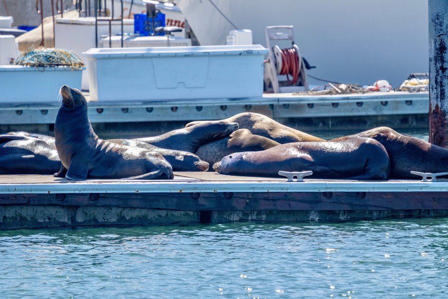 sea lions on a dock in Dana Point Harbor