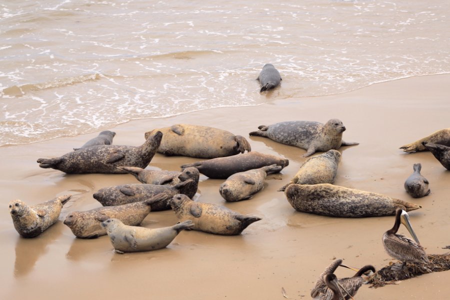 seals at carpinteria seal sanctuary california