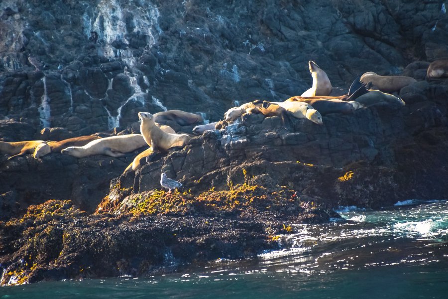 seals sea lions channel islands national park california