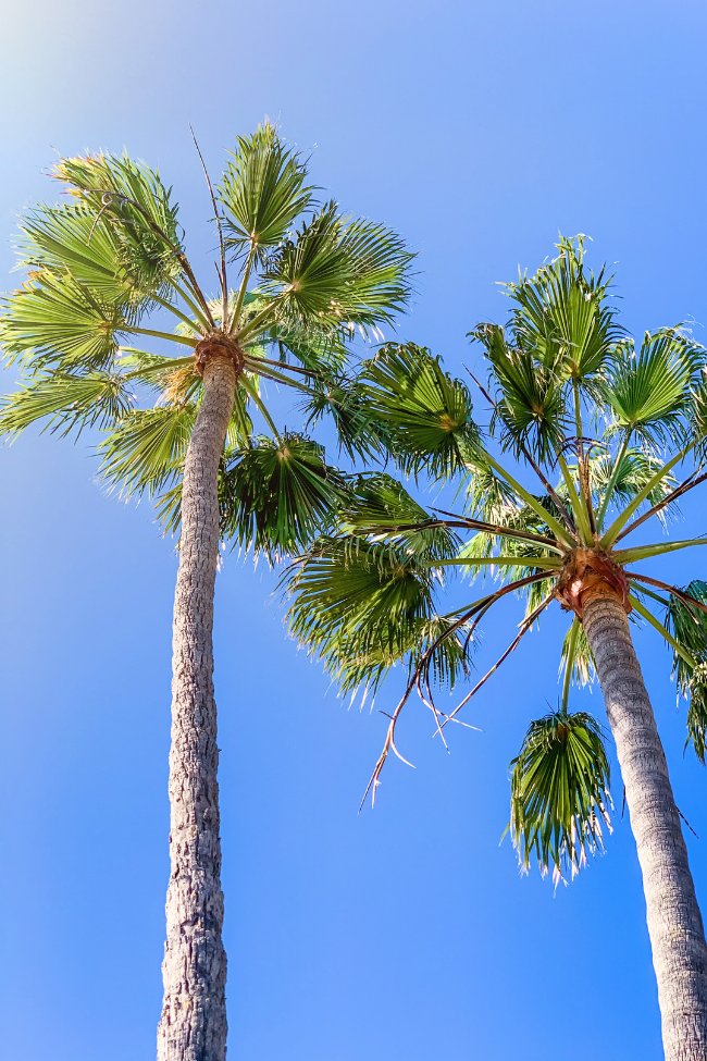 sunny palm trees