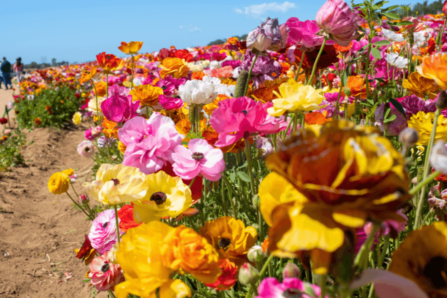 the flower fields carlsbad 
