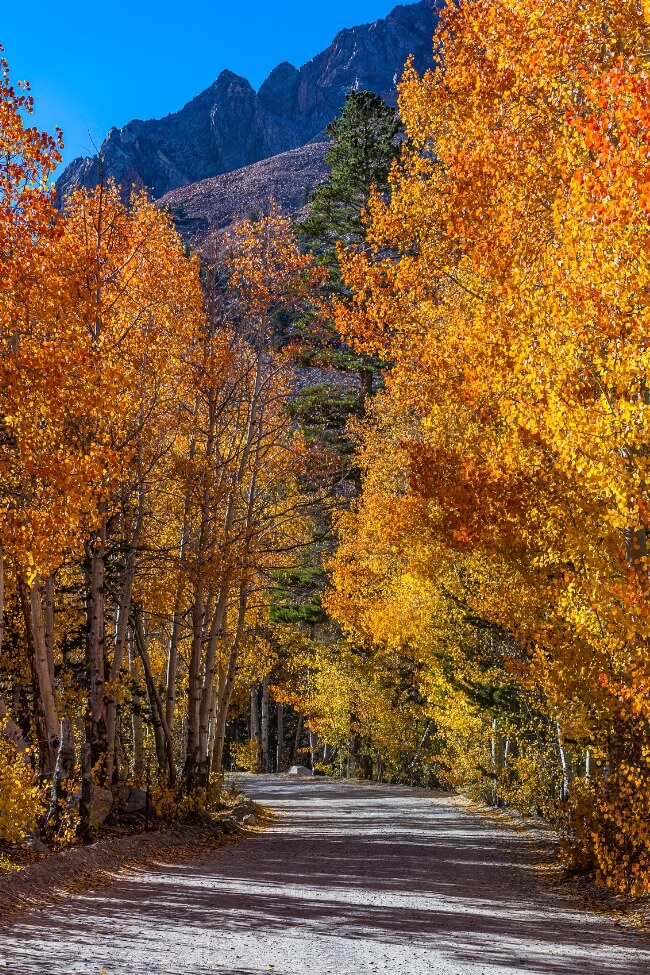 A dirt road thru aspens in fall color. By North Lake near Bishop Creek and Bishop California. Inyo National Forest. (1)