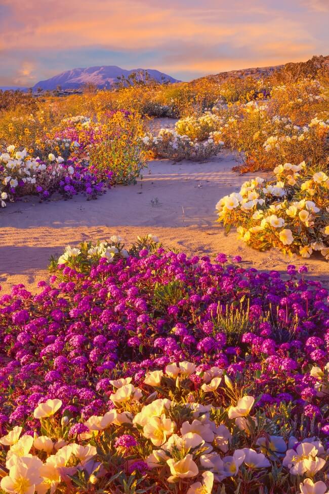 Anza-Borrego Desert State Park wildflowers (1)
