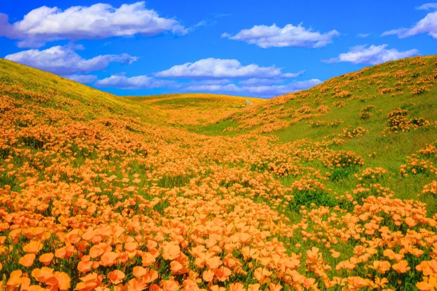 California Poppy, Antelope Valley Poppy Reserve. Lancaster, California. (1)