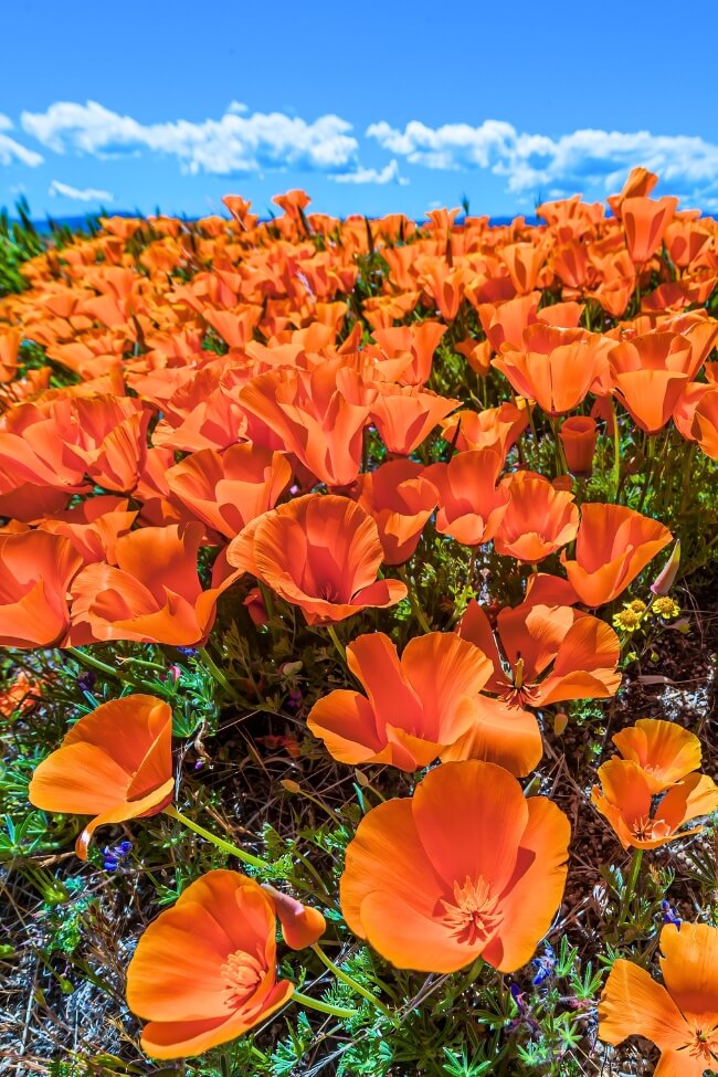 California Poppy, Eschscholzia californica, Antelope Valley Poppy Reserve. Lancaster, California. (1)