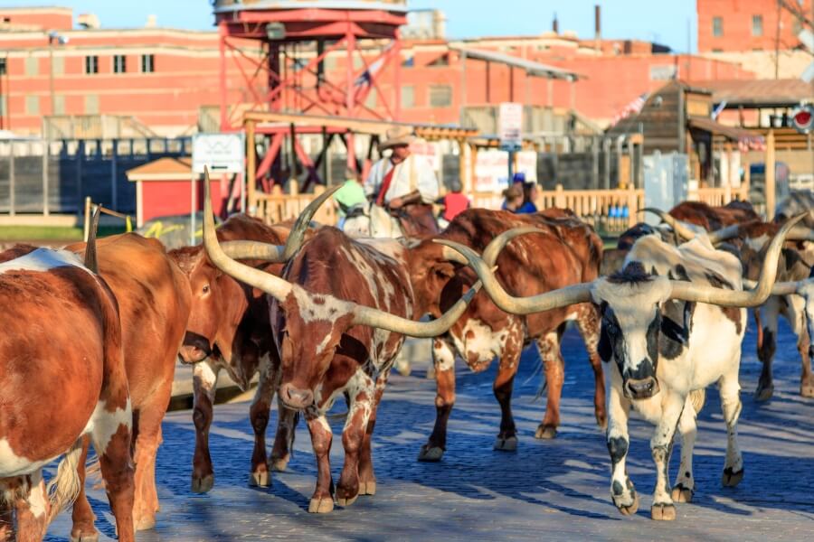 Fort Worth cattle drive