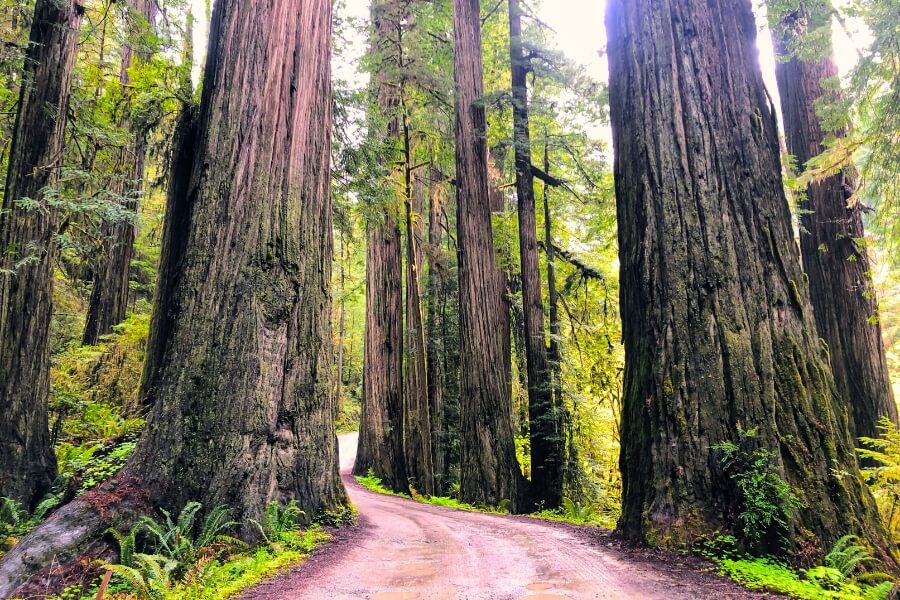 Jebediah Smith Redwoods State Park, California (1)