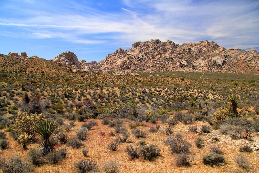 Mojave National Preserve (1)