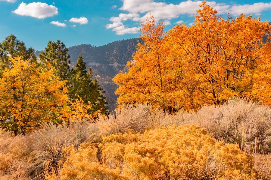 autumn trees big bear lake (1)