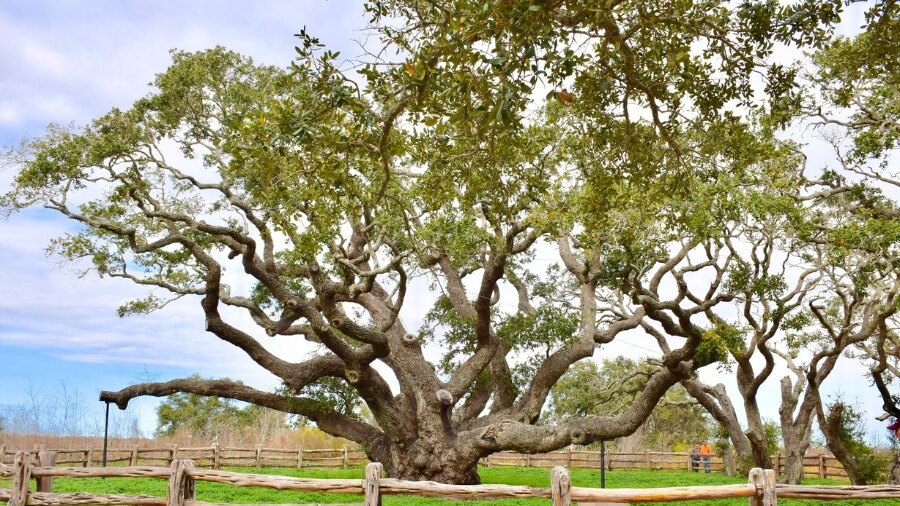 big tree goose island