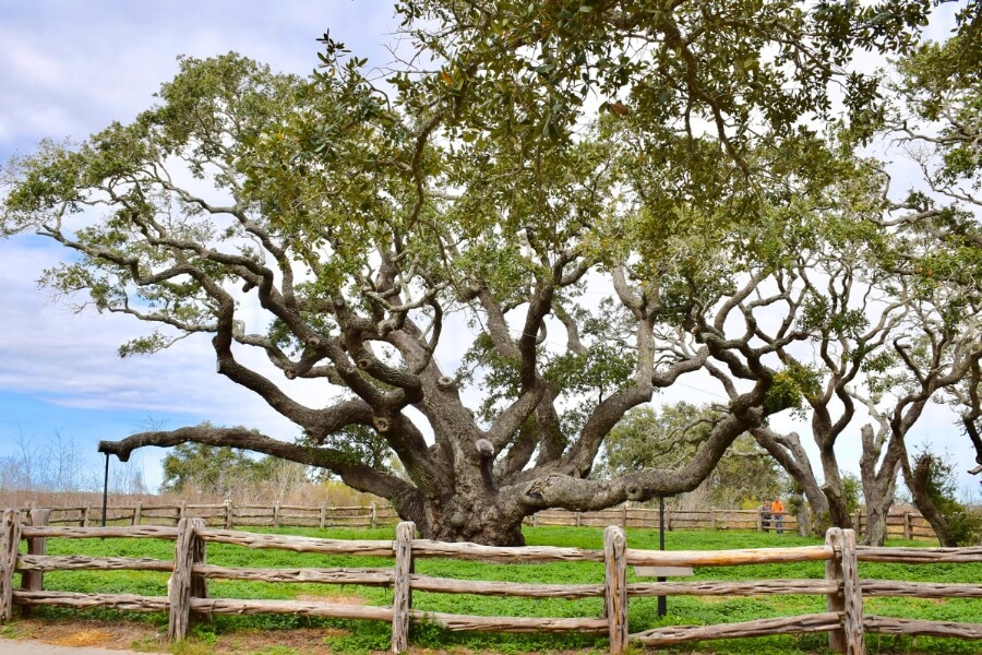 big tree goose island