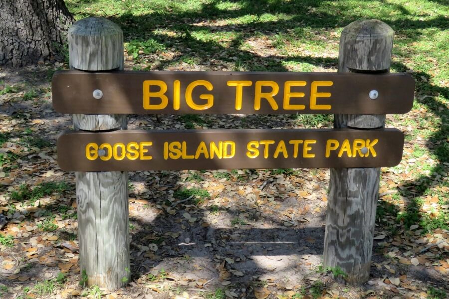 big tree goose island state park sign 