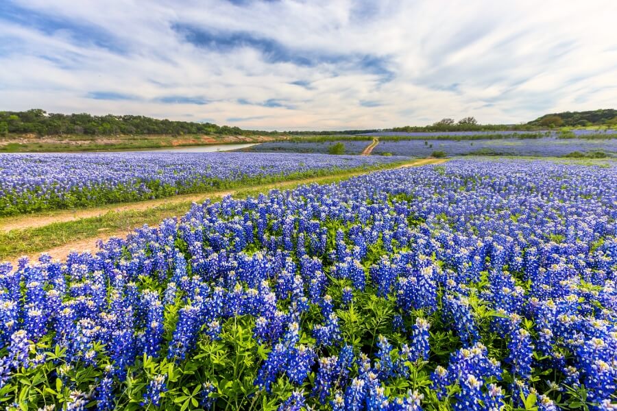 blue bonnet fields texas 
