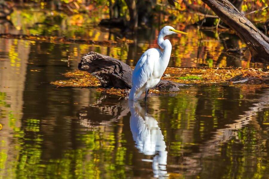 caddo lake bird