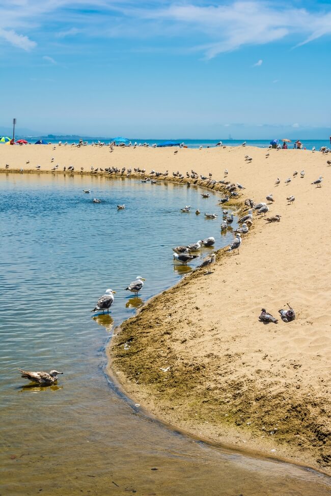 capitola beach seagulls