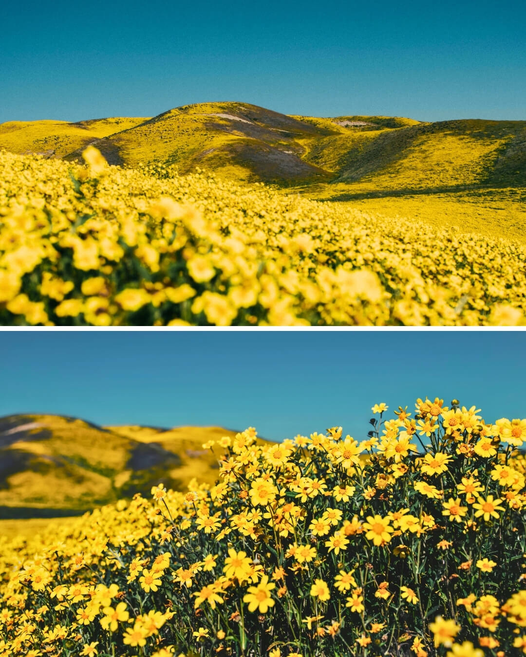 carrizo plain superbloom (1)