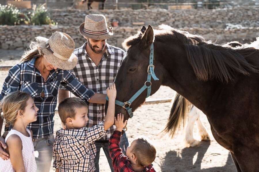 ranch horse 