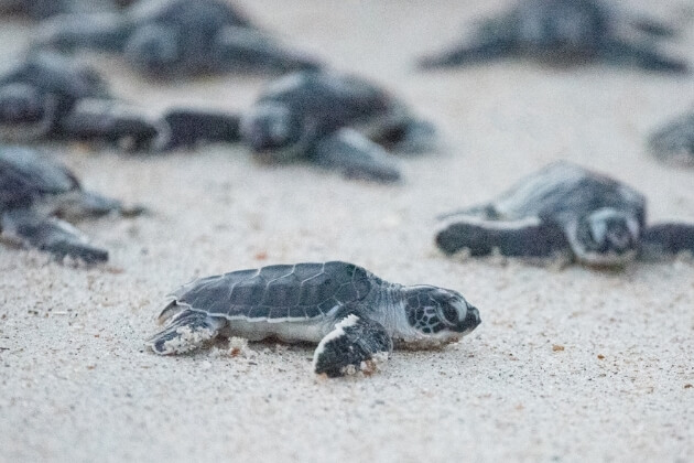 sea turtle hatchling sea turtle hatchling
