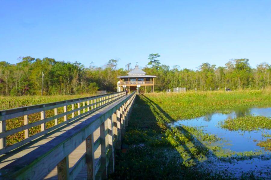 Cattail Marsh