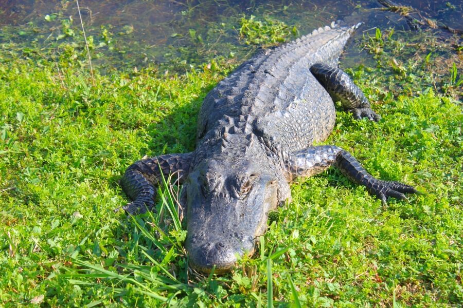 Brazos Bend State Park Texas 