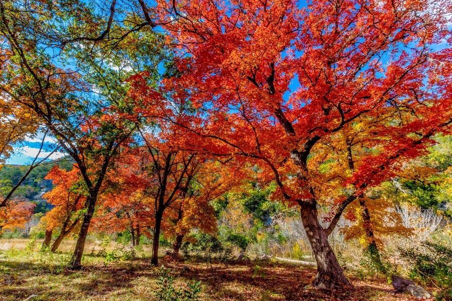 Lost Maples State Park, Texas Lost Maples State Park, Texas