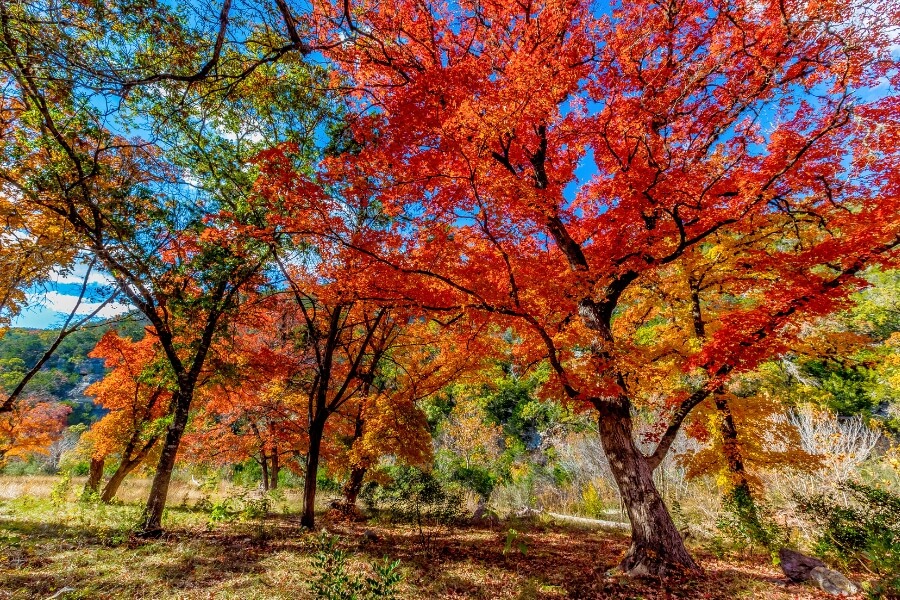 Lost Maples State Park, Texas